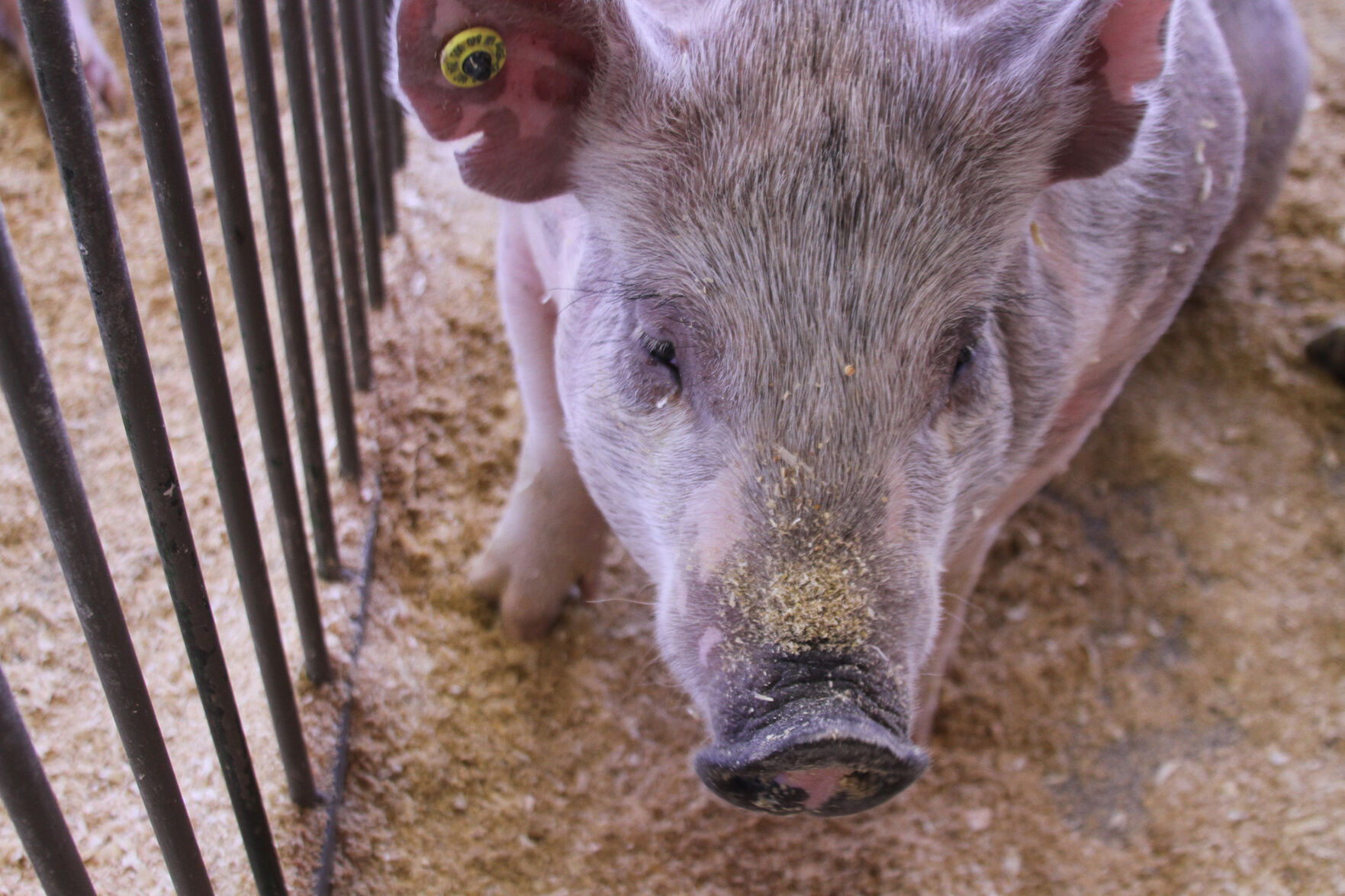 PHOTOS: Scenes from the Scotts Bluff County Fair